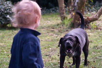 ¿Quien paga los daños ante la mordida de un perro? ¿Quien paga los daños ante la mordida de un perro?